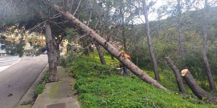 Alberi pericolanti nei terreni privati a Muravera, ordinanza del sindaco per la messa in sicurezza