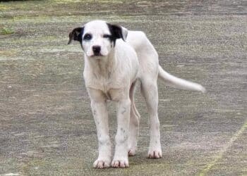 Radio Zampetta Sarda, cucciolo meticcio recuperato a Sestu: chi lo adotta?