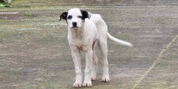 Radio Zampetta Sarda, cucciolo meticcio recuperato a Sestu: chi lo adotta?