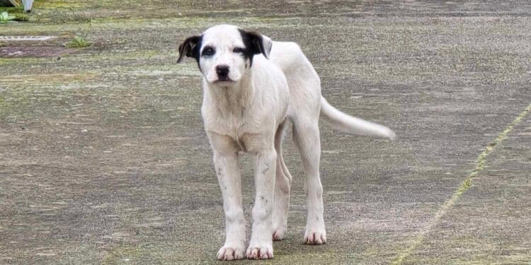 Radio Zampetta Sarda, cucciolo meticcio recuperato a Sestu: chi lo adotta?