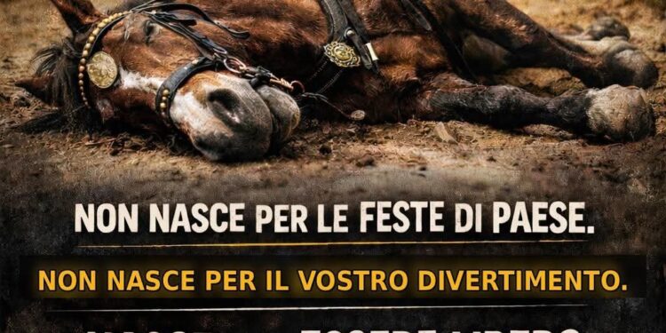 Il cavallo morto alla Sartiglia accende il dibattito nazionale, Rizzi: “Le vostre tradizioni continuano a uccidere”