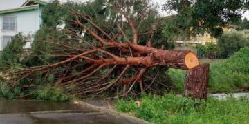 Decimoputzu, incivili con la motosega buttano giù un bellissimo albero nei pressi del Centro Socio Culturale