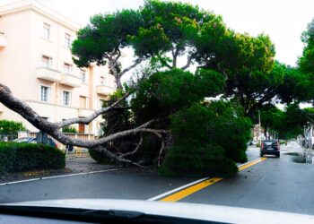 Forti raffiche di vento, a Cagliari crolla un pino in viale Diaz