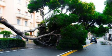 Forti raffiche di vento, a Cagliari crolla un pino in viale Diaz
