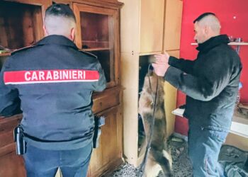 Operazione antidroga a Iglesias, sequestrati ingenti quantitativi di stupefacenti e denaro: 2 arresti