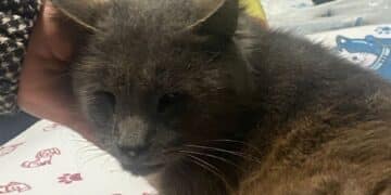 Radio Zampetta Sarda: Puma, vittima dell’indifferenza