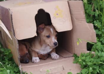 Monastir, abbandonati in campagna dentro a una scatola di cartone: salvati due cuccioli