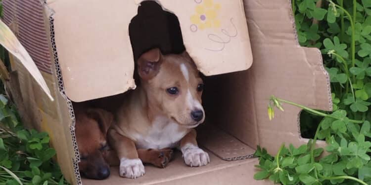 Monastir, abbandonati in campagna dentro a una scatola di cartone: salvati due cuccioli