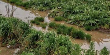 Samassi, dalla siccità allo stato di calamità naturale per piogge persistenti: colture sott’acqua e agricoltori disperati