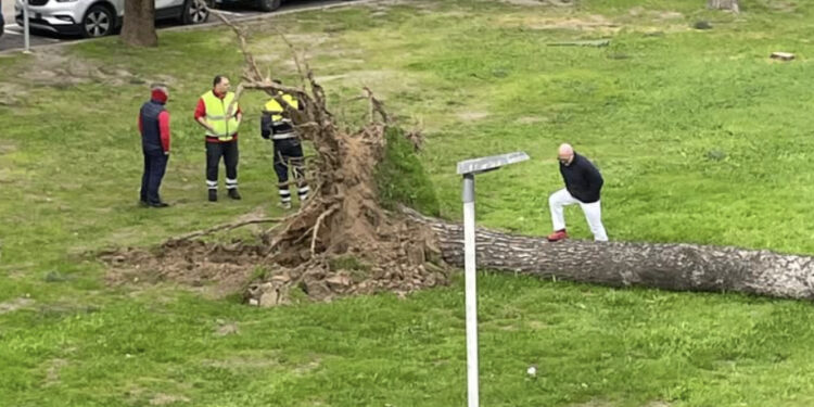 Cagliari, paura al Santissima Trinità: un enorme pino cade su un’auto in sosta