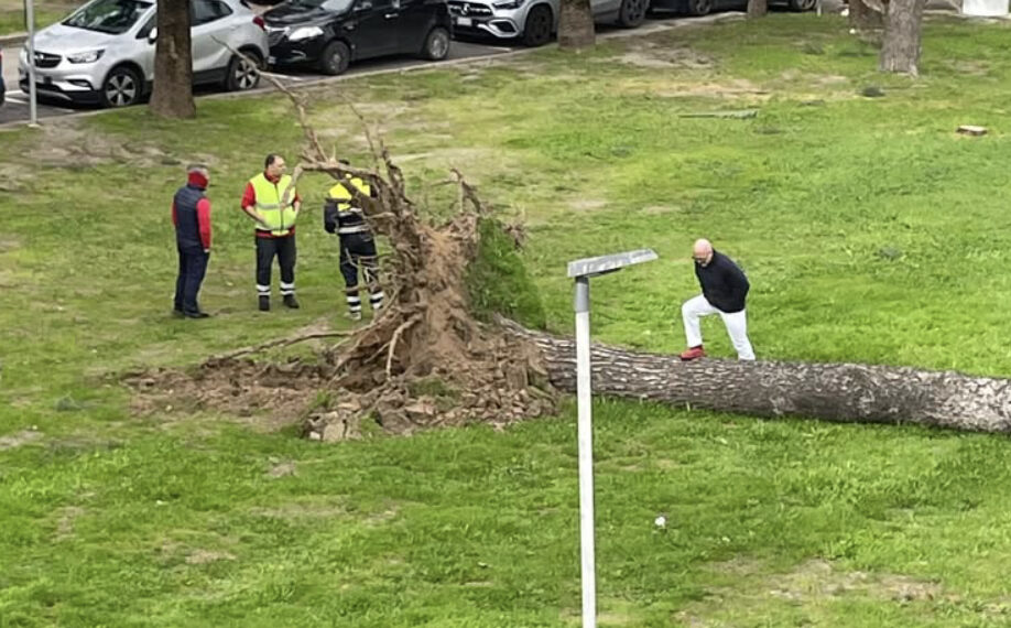 Cagliari, paura al Santissima Trinità: un enorme pino cade su un’auto in sosta