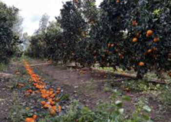 Sud Sardegna in ginocchio per il maltempo: “Meno produzioni significa meno cibo”