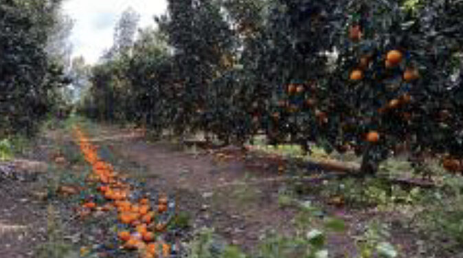 Sud Sardegna in ginocchio per il maltempo: “Meno produzioni significa meno cibo”