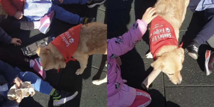 Maracalagonis, a scuola con Fido: avviato il progetto “Scuodinzola”