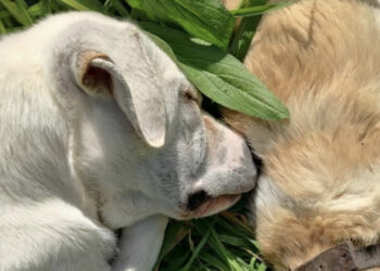Samassi, sinergia di forze per salvare il cucciolo che ha vegliato per ore l’amico morto sul ciglio della strada