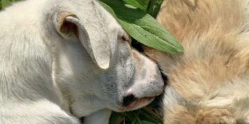 Samassi, sinergia di forze per salvare il cucciolo che ha vegliato per ore l’amico morto sul ciglio della strada