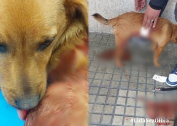 Olbia, quando la follia uccide l’innocenza: il cucciolo Calaceo a sette mesi morto a colpi di forbici