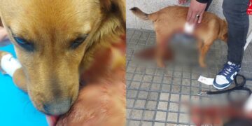 Olbia, quando la follia uccide l’innocenza: il cucciolo Calaceo a sette mesi morto a colpi di forbici