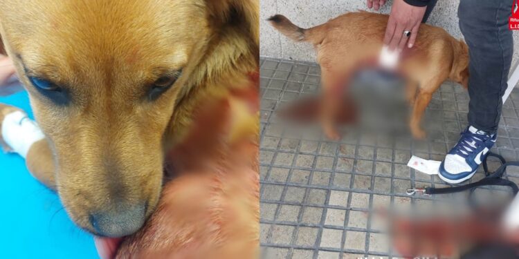 Olbia, quando la follia uccide l’innocenza: il cucciolo Calaceo a sette mesi morto a colpi di forbici