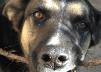 Assemini, un albero della memoria e un cimitero da dedicare agli amici animali