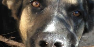 Assemini, un albero della memoria e un cimitero da dedicare agli amici animali