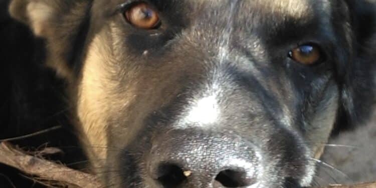 Assemini, un albero della memoria e un cimitero da dedicare agli amici animali