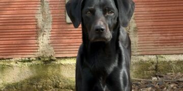 La commovente storia di Aaron, il cane rimasto solo in cerca di una vera adozione del cuore