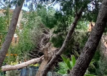 Cagliari, incidente in pineta al Cep: un albero cade sulla ex sede della guardia medica