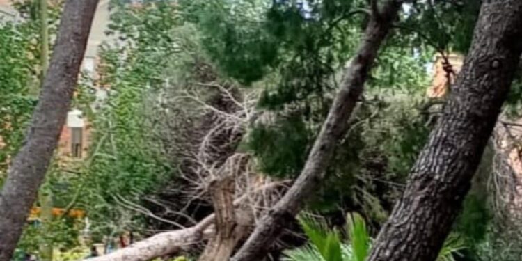 Cagliari, incidente in pineta al Cep: un albero cade sulla ex sede della guardia medica