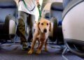 Cani in cabina fino a 30 chili: via libera dell’Enac, debutto su un volo Aeroitalia