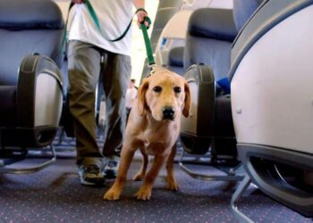 Cani in cabina fino a 30 chili: via libera dell’Enac, debutto su un volo Aeroitalia