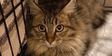 Radio Zampetta Sarda, adozione del cuore per Cucciolo