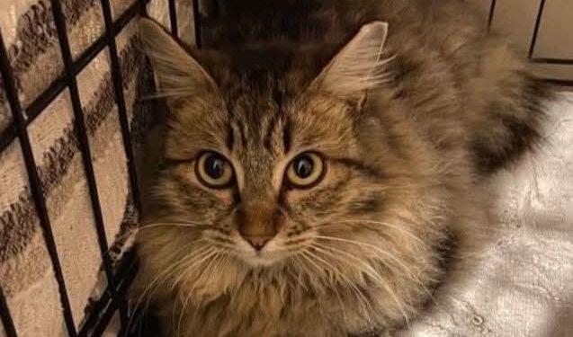 Radio Zampetta Sarda, adozione del cuore per Cucciolo