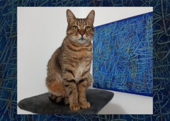 17 febbraio, si celebra in Italia la giornata nazionale del gatto