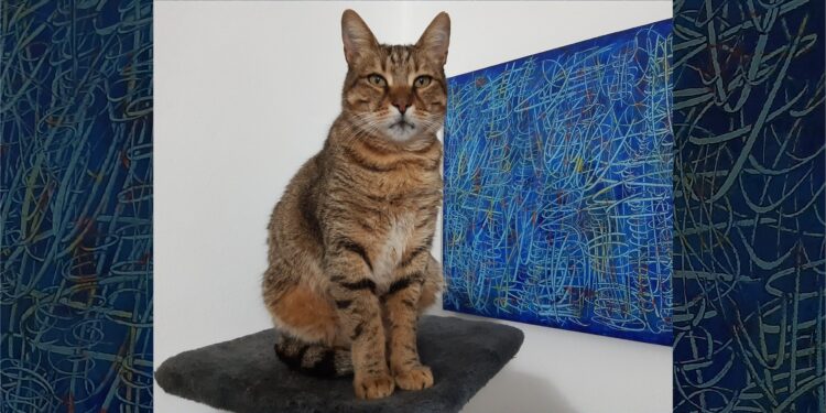 17 febbraio, si celebra in Italia la giornata nazionale del gatto