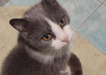 Radio Zampetta Sarda: abbandonata perchè cieca, Nina aspetta una famiglia