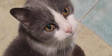 Radio Zampetta Sarda: abbandonata perchè cieca, Nina aspetta una famiglia