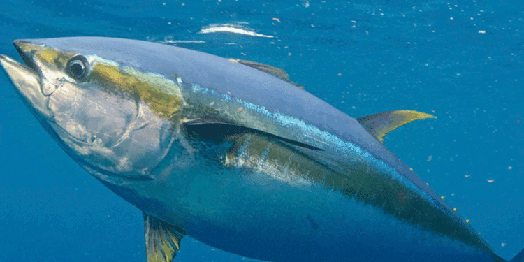 Rischio intossicazione: richiamato dal Ministero tonno prodotto in Sardegna