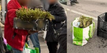 Quartu Sant’Elena, ambulanti abusivi al mercatino rionale: scatta la protesta per gli asparagi “non autorizzati”
