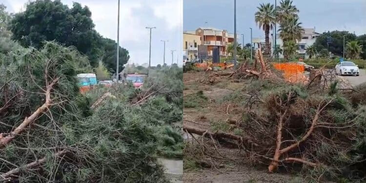 Monserrato, addio agli storici pini di via Cesare Cabras