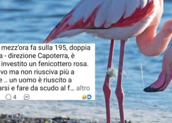 Capoterra, fenicottero rosa investito sulla Sulcitana: un uomo fa da scudo per riuscire a salvarlo