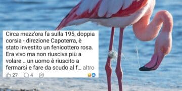 Capoterra, fenicottero rosa investito sulla Sulcitana: un uomo fa da scudo per riuscire a salvarlo