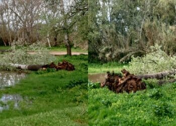 Serramanna, vento e pioggia fanno crollare due grossi alberi a Santa Maria