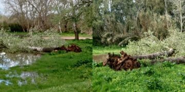 Serramanna, vento e pioggia fanno crollare due grossi alberi a Santa Maria