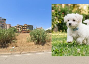 Orrore a Sant’Elia: cucciolo inseguito con l’escavatore, investito e ucciso a colpi di pietra