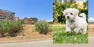 Orrore a Sant’Elia: cucciolo inseguito con l’escavatore, investito e ucciso a colpi di pietra