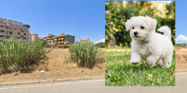 Orrore a Sant’Elia: cucciolo inseguito con l’escavatore, investito e ucciso a colpi di pietra