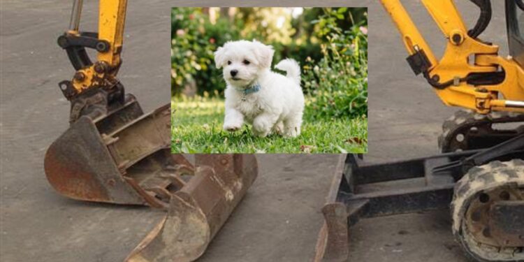 Cagliari, il caso del cagnolino inseguito con l’escavatore e ucciso con crudeltà da due persone finisce in Parlamento