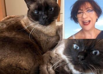 Assemini, i gatti di Paola Cao cercano casa: appello del figlio Jacopo per Miró e Dalì