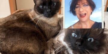 Assemini, i gatti di Paola Cao cercano casa: appello del figlio Jacopo per Miró e Dalì